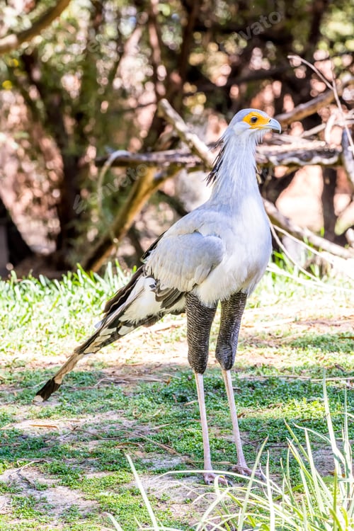 Preview: Big Secretary bird