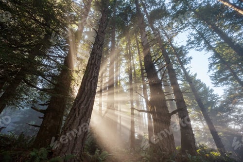 Preview: Sunny beams