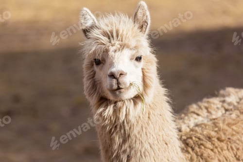 Preview: Llama