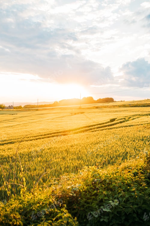 Preview: Beautiful wallpaper of the barley field at sunset