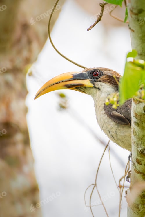 Preview: Beautiful Sri Lanka grey hornbill bird close-up profile photograph,