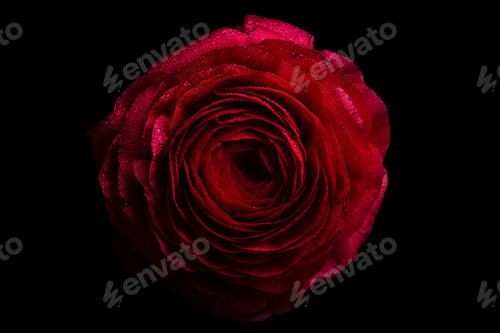 Preview: Closeup shot of Single Red Ranunculus On Black Background