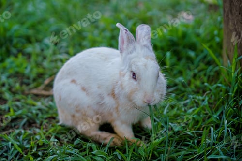 Preview: cute domestic rabbits sitting together on the ground