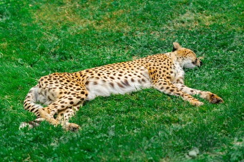 Preview: Lazy Cheetah Lounging on Grass Peacefully Sleeping