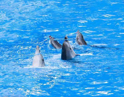 Preview: Four dolphins playing with hoops
