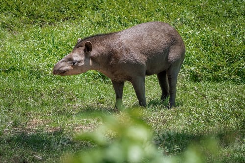Preview: Lowland Tapir (Tapirus terrestris) or South American Tapir