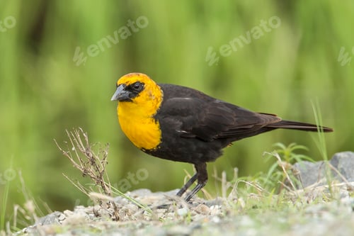 Preview: Yellow headed blackbird.
