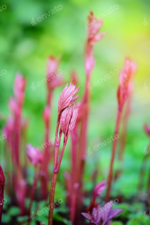 Preview: Sprouts of Peonies in the spring garden