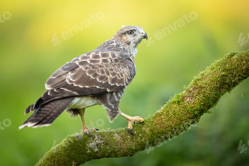 Preview: Closeup shot of a Common buzzard on the tree branch