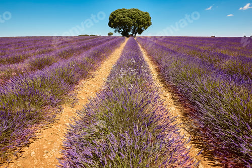 Preview: Lavender fields in summer. Guadalajara, Spain