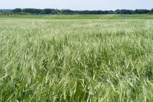 Preview: Fresh ears of young green barley in spring field.