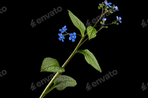 Preview: Blue flower of brunnera, forget-me-not, myosotis, isolated on black background