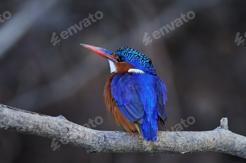 Vorschau: Malachit-Eisvogel (Corythornis cristatus)