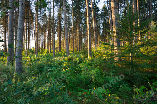Preview: Pine Trees in Early Morning Sunlight in Northern Minnesota