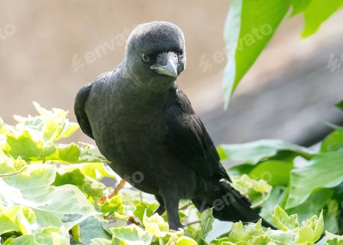 Preview: Close-up of a black crow on green leaves.