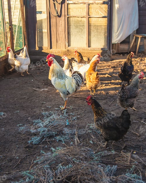 Preview: Chickens and a rooster in a henhouse. Selective focus.