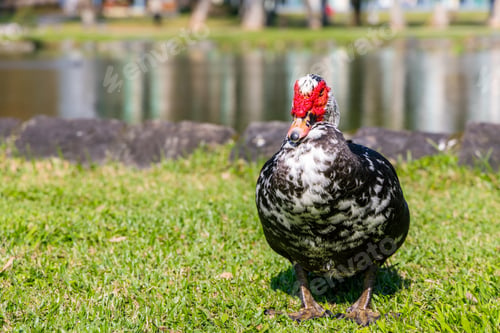 Preview: Wild duck at outdoor park