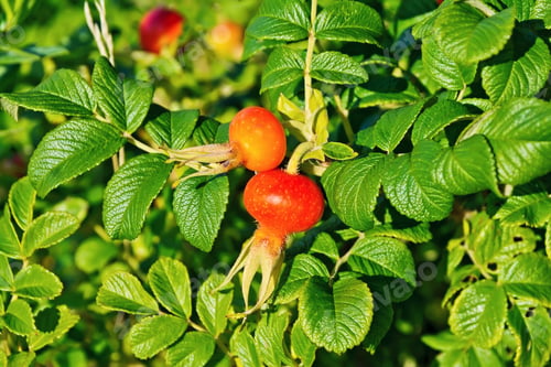 Preview: Rosehip large berries