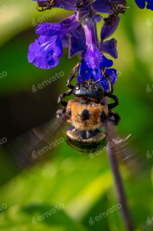Preview: Bee collecting nectar from a purple flower