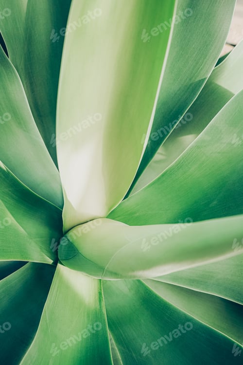 Preview: Close up top view of blue aloe plant.