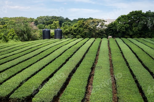 Preview: Tea tree field plantation in Taiwan