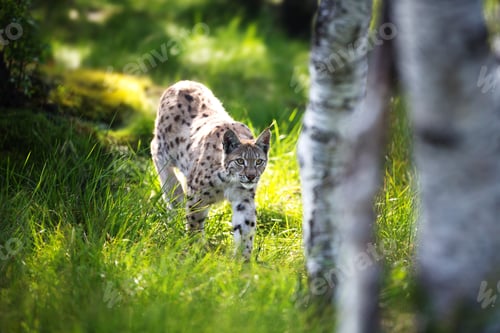 Preview: Lynx sneaking in the forest