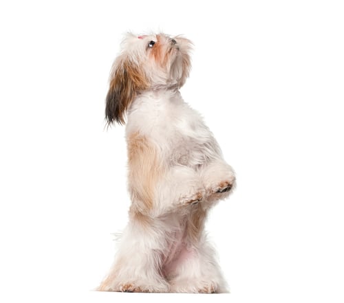 Preview: Shih tzu dog begging looking up on white background