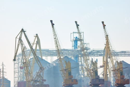 Preview: Many yellow cranes.