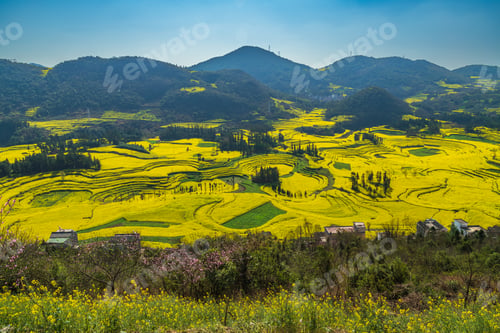 Preview: Yellow rapeseed (canola) flower field in spring, Luoping, China