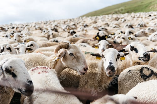 Preview: Flock of white sheep on grassy terrain