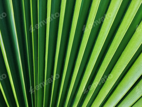 Preview: Palm leaf texture
