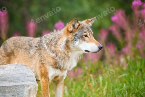 Preview: Large Male Wolf Standing On Field In Forest