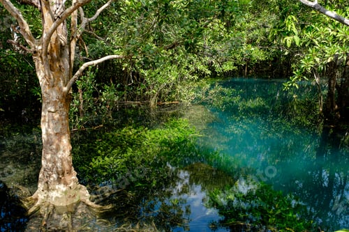 Preview: National Park in Krabi Province, Thailand with mangrove forests