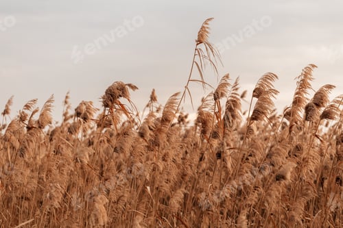 Preview: Pampas grass (Cortaderia selloana), reed, reed seeds. Abstract natural background