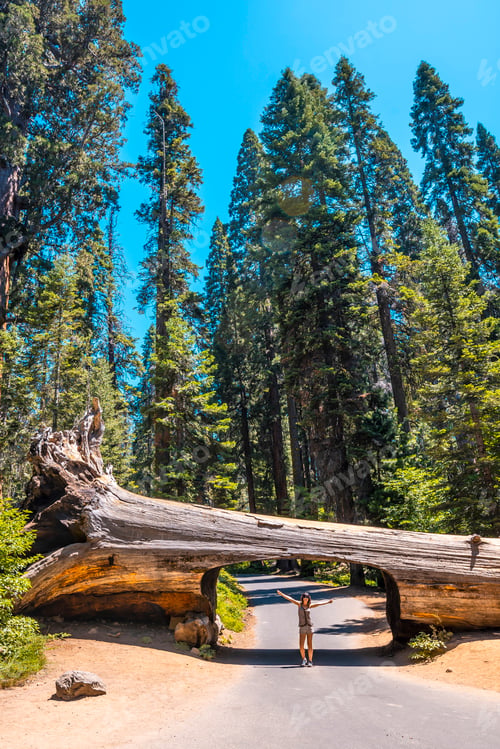 Preview: A woman in Sequoia National Park, the famous tunnel of the park