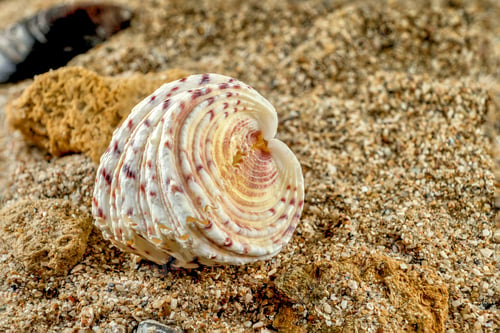 Preview: Hippopus sea Shell on the sand