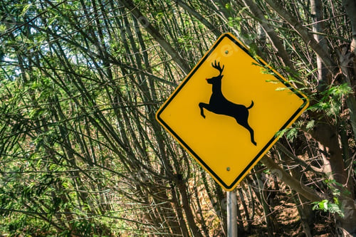 Preview: A sign warning people that deer may run across the road