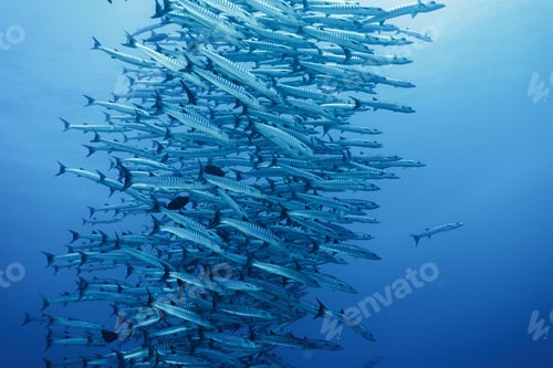Preview: School of barracuda swimming together in the deep blue ocean