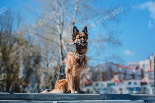 Preview: Portrait of a German shepherd dog. Dog outdoor. Purebred dog.
