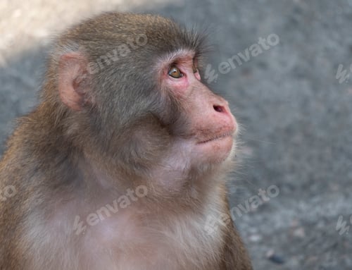 Preview: Portrait Of A Japanese Macaque Snow Monkey.