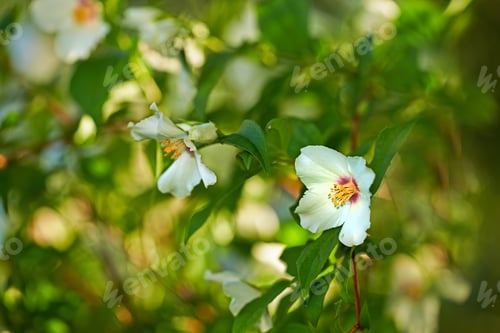Preview: Beautiful flowers from my garden
