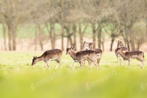 Preview: Group of Fallow Deer in a field