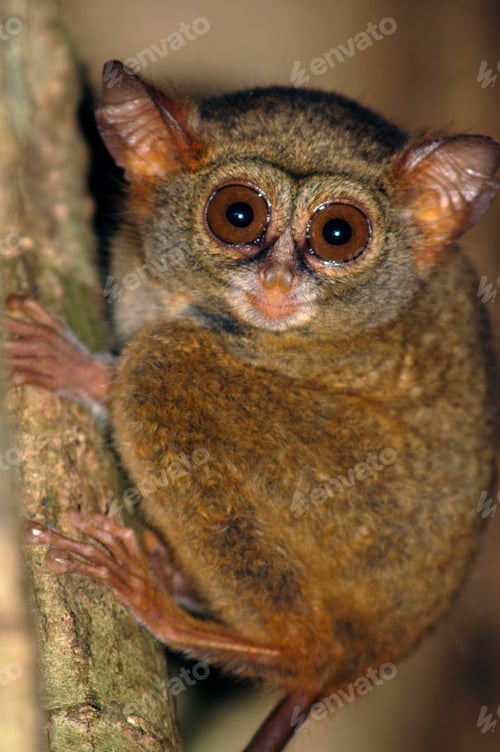 Preview: Tarsier Monkey