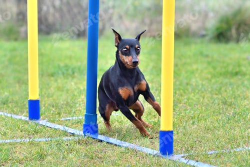 Preview: Funny pinscher dog doing slalom in agility