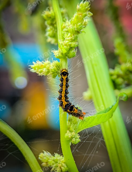 Preview: Closeup the caterpillar that is on the stem of the green vegetable tree.
