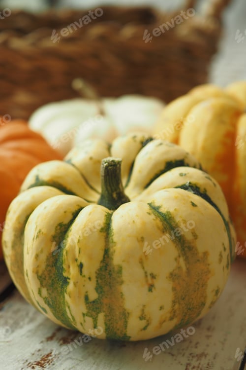 Preview: Different types of mini pumpkins color background
