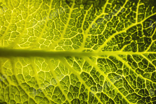 Preview: Cabbage leaf from top view