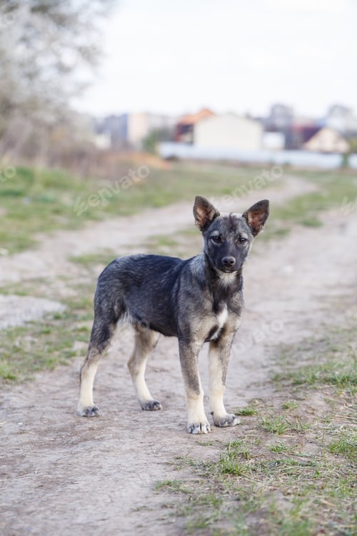 Preview: stray small dogs on the street, protecting animals and nature