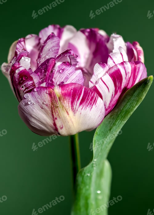 Preview: Blooming Tulip Jonquieres on a green background