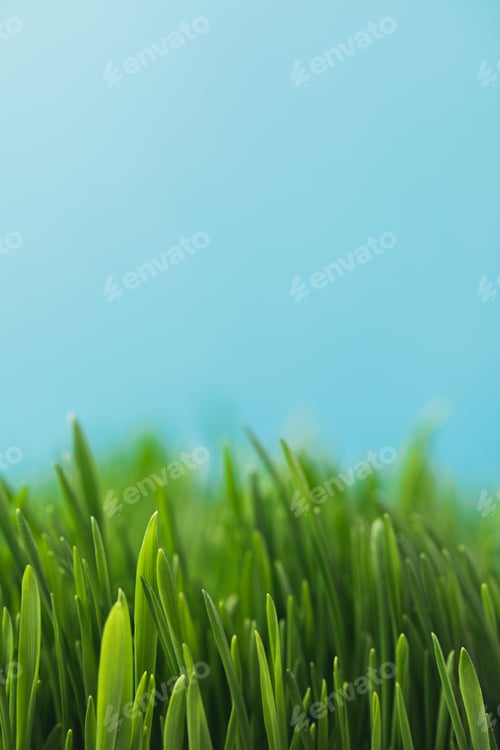 Preview: Closeup view of green grass stems isolated on blue